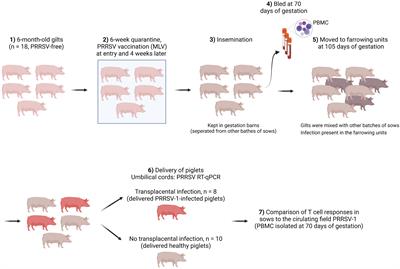 Systemic CD4 cytotoxic T cells improve protection against PRRSV-1 transplacental infection